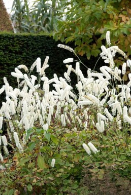 Oktober-Silberkerze Cimicifuga simplex 'White Pearl' 5-10 Topf 9x9 cm (P9)