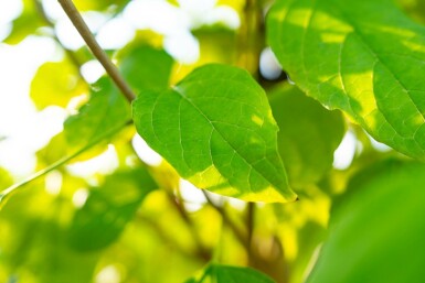 Chinesischer Losbaum Clerodendrum trichotomum Strauch 100-125 Topf 12 ltr. (C12) Clerodendrum trichotomum Strauch 100-125 cm
