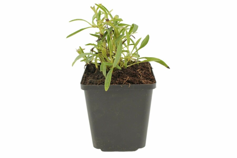 Großblütiges Mädchenauge Coreopsis grandiflora 'Early Sunrise' 5-10 Topf 9x9 cm (P9) Coreopsis grandiflora 'Early Sunrise'