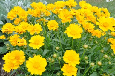 Mädchenauge Coreopsis grandiflora 'Sunray' 5-10 Topf 9x9 cm (P9)