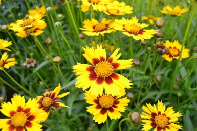 Kleines Mädchenauge Coreopsis lanceolata 'Baby Gold' 5-10 Topf 9x9 cm (P9)