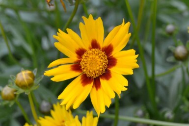 Zwergiges Garten-Mädchenauge Coreopsis lanceolata 'Sterntaler' 5-10 Topf 9x9 cm (P9)