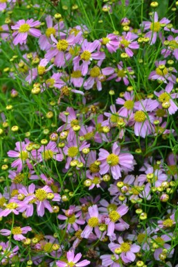 Garten-Schönauge Coreopsis rosea 'American Dream' 5-10 Topf 9x9 cm (P9)