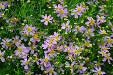 Garten-Schönauge Coreopsis rosea 'American Dream' 5-10 Topf 9x9 cm (P9)