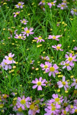 Garten-Schönauge Coreopsis rosea 'American Dream' 5-10 Topf 9x9 cm (P9)