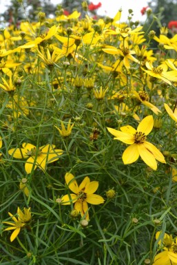 Mädchenauge Coreopsis verticillata 5-10 Topf 9x9 cm (P9) Coreopsis verticillata