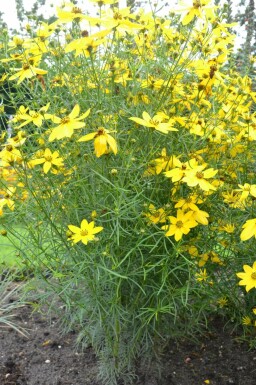 Mädchenauge Coreopsis verticillata 5-10 Topf 9x9 cm (P9) Coreopsis verticillata
