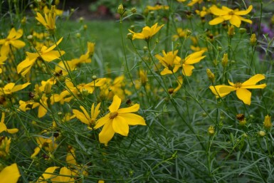 Quirlblättriges Garten-Schönauge Coreopsis verticillata 'Zagreb' 5-10 Topf 9x9 cm (P9)