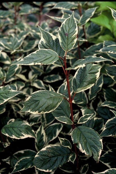Weißbunter Purpur-Hartriegel Cornus alba 'Sibirica Variegata' Strauch 30-40 Topf 3 ltr. (C3) Cornus alba 'Sibirica Variegata' Strauch 30-40 cm