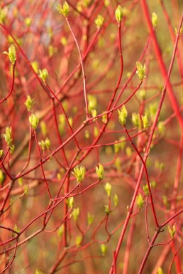 Purpur-Hartriegel Cornus alba 'Sibirica' Strauch 40-50 Topf 3 ltr. (C3)