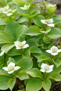 Kanadischer Hartriegel Cornus canadensis 5-10 Topf 9x9 cm (P9) Cornus canadensis P9 5-10