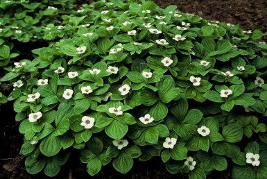 Cornus canadensis Strauch 5-10 cm