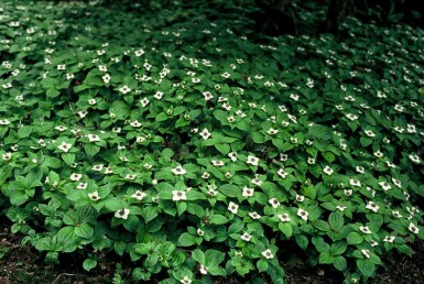 Cornus canadensis Strauch 5-10 cm