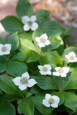 Cornus canadensis Strauch 5-10 cm