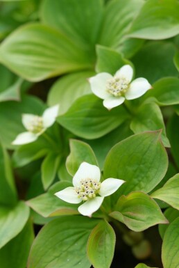 Kanadischer Hartriegel Cornus canadensis 5-10 Topf 9x9 (P9) Cornus canadensis 5-10 cm