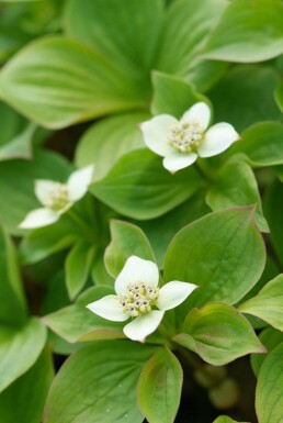 Cornus canadensis Strauch 5-10 cm