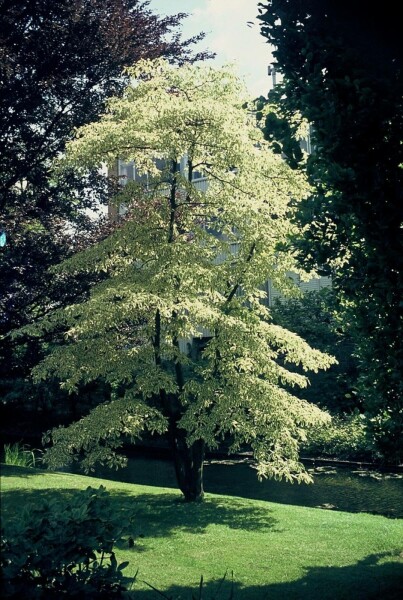 Cornus controversa 'Variegata' C12 60-80