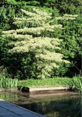 Cornus controversa 'Variegata' C12 60-80