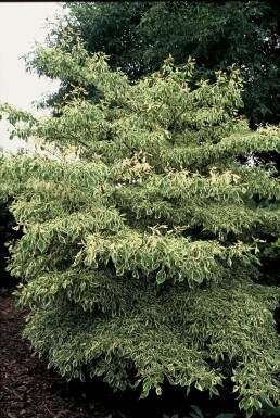 Weißbunter Pagoden-Hartriegel Cornus controversa 'Variegata' Strauch 30-40 Topf 3 ltr. (C3)