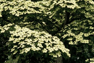 Japanischer Blumen-Hartriegel Cornus kousa Strauch 120-140 Topf 12 ltr. (C12) Cornus kousa Strauch 120-140 cm
