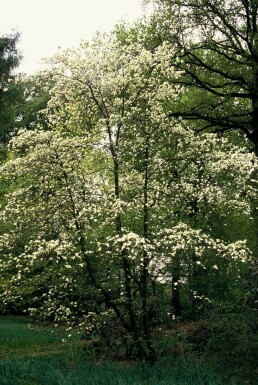 Japanischer Blumen-Hartriegel Cornus kousa Strauch 40-50 Topf 3 ltr. (C3)