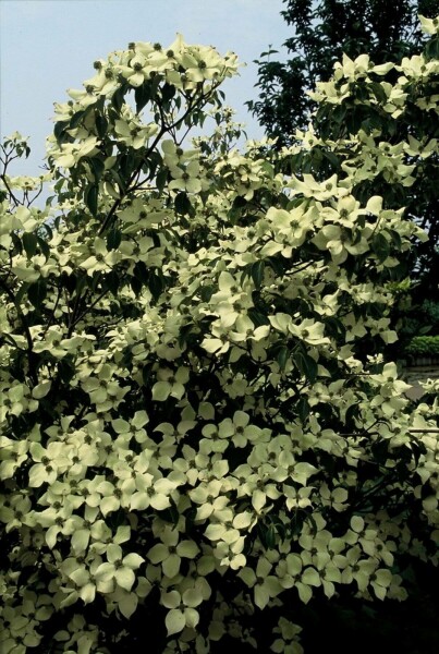 Chinesischer Blumen-Hartriegel Cornus kousa 'China Girl' Strauch 100-125 Topf 12 ltr. (C12) Cornus kousa 'China Girl' Strauch 100-125 cm