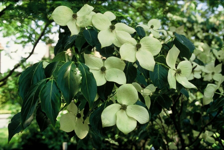 Chinesischer Blumen-Hartriegel Cornus kousa 'China Girl' Strauch 100-125 Topf 12 ltr. (C12) Cornus kousa 'China Girl' Strauch 100-125 cm