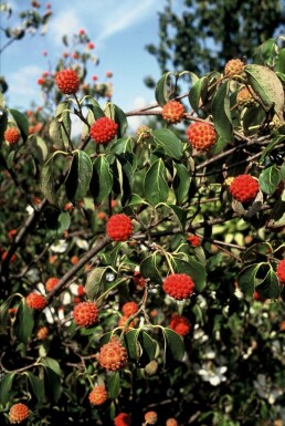 Chinesischer Blumen-Hartriegel Cornus kousa 'China Girl' Strauch 100-125 Topf 12 ltr. (C12) Cornus kousa 'China Girl' Strauch 100-125 cm