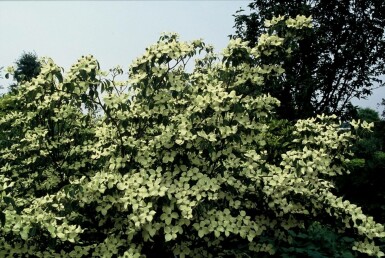 Chinesischer Blumen-Hartriegel Cornus kousa 'China Girl' Strauch 30-40 Topf 2 ltr. (C2) Cornus kousa 'China Girl' Strauch 30-40 cm