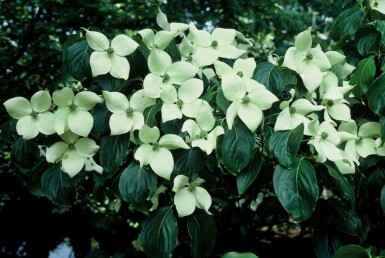 Chinesischer Blumen-Hartriegel Cornus kousa 'China Girl' Strauch 30-40 Topf 2 ltr. (C2) Cornus kousa 'China Girl' Strauch 30-40 cm