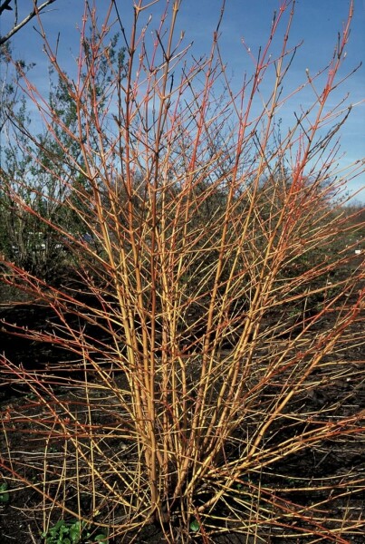 Roter Hartriegel Cornus sanguinea 'Midwinter Fire' Strauch 80-100 Topf 12 ltr. (C12) Cornus sanguinea 'Midwinter Fire' Strauch 80-100 cm