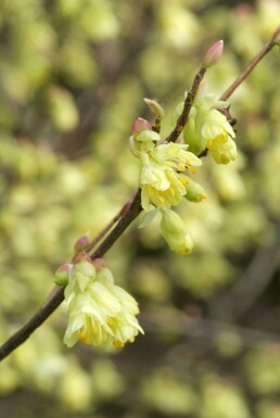 Glockenhasel Corylopsis pauciflora Strauch 40-50 Topf 10 ltr. (C10) Corylopsis pauciflora Strauch 40-50 cm