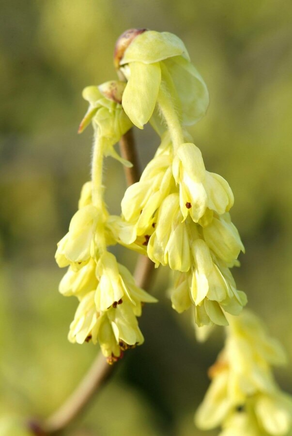 Ährige Scheinhasel Corylopsis spicata Strauch 60-80 Topf 12 ltr. (C12) Corylopsis spicata Strauch 60-80 cm