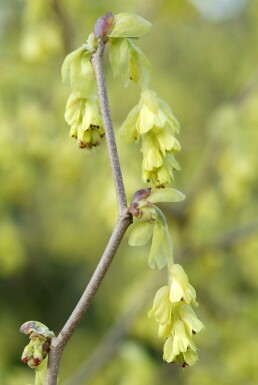 Ährige Scheinhasel Corylopsis spicata Strauch 60-80 Topf 12 ltr. (C12) Corylopsis spicata Strauch 60-80 cm