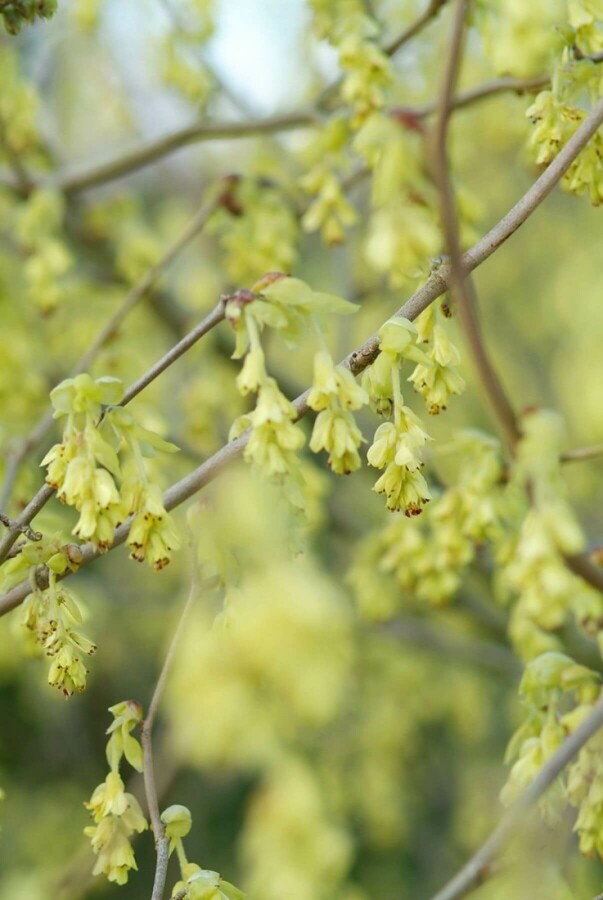 Ährige Scheinhasel Corylopsis spicata Strauch 100-120 Topf 12 ltr. (C12) Corylopsis spicata Strauch 100-120 cm
