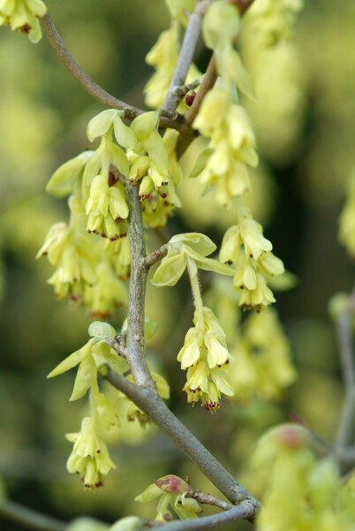 Ährige Scheinhasel Corylopsis spicata Strauch 20-30 Topf 2 ltr. (C2) Corylopsis spicata Strauch 20-30 cm