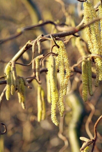 Corylus avellana 'Contorta' C12 80-100