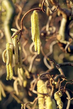 Corylus avellana 'Contorta' C12 80-100