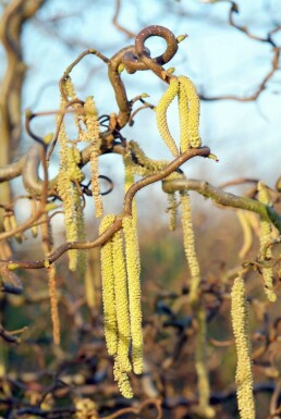 Corylus avellana 'Contorta' C12 80-100