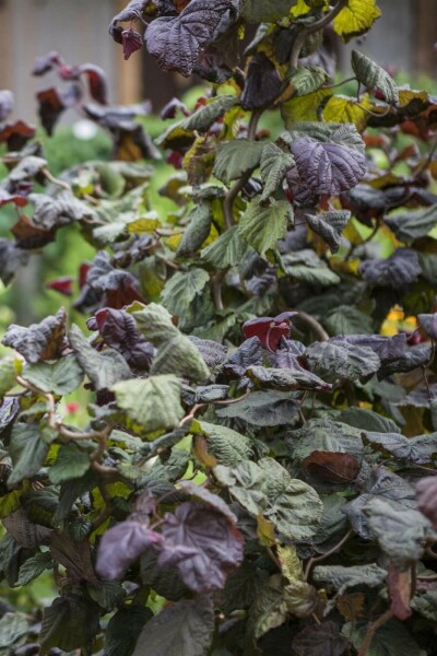 Rotblättrige Korkenzieher-Hasel Corylus avellana 'Red Majestic' Strauch 100-120 Topf 12 ltr. (C12) Corylus avellana 'Red Majestic' Strauch 100-120 cm