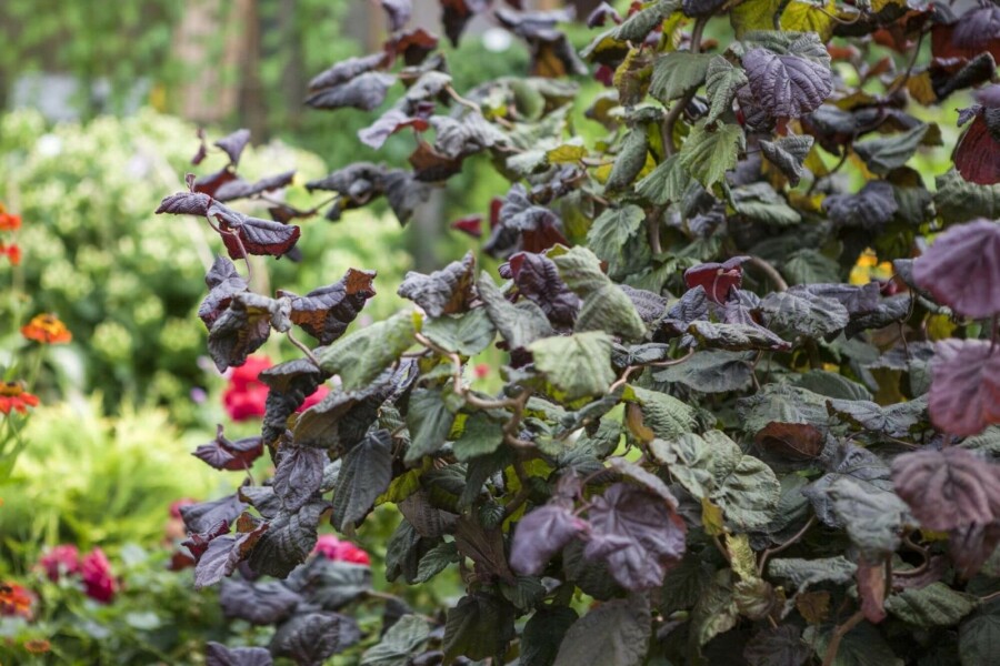 Rotblättrige Korkenzieher-Hasel Corylus avellana 'Red Majestic' Strauch 100-120 Topf 12 ltr. (C12) Corylus avellana 'Red Majestic' Strauch 100-120 cm