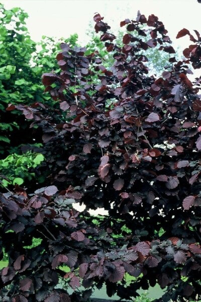 Corylus avellana 'Rode Zellernoot' C12 100-120