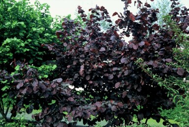 Rote Haselnuss Corylus avellana 'Rode Zellernoot' Strauch 100-120 Topf 12 ltr. (C12)