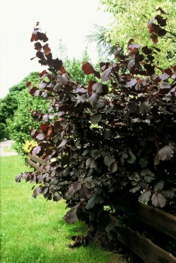 Corylus maxima 'Purpurea' C12 100-120