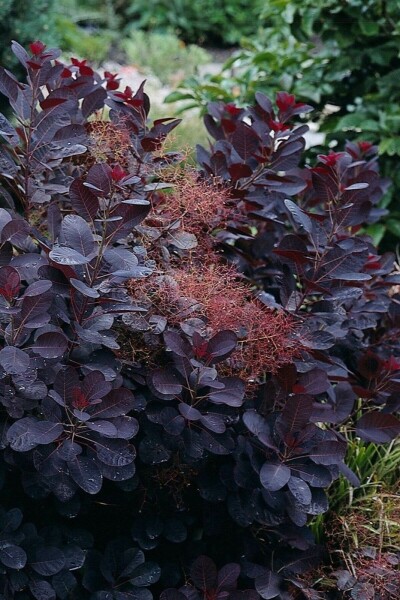 Roter Perückenstrauch Cotinus coggygria 'Royal Purple' Strauch 100-125 Topf 12 ltr. (C12) Cotinus coggygria 'Royal Purple' Strauch 100-125 cm