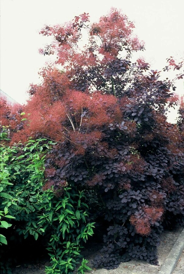 Roter Perückenstrauch Cotinus coggygria 'Royal Purple' Strauch 100-125 Topf 12 ltr. (C12) Cotinus coggygria 'Royal Purple' Strauch 100-125 cm