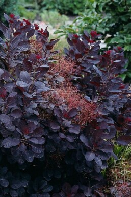 Roter Perückenstrauch Cotinus coggygria 'Royal Purple' Strauch 20-30 Topf 2 ltr. (C2)