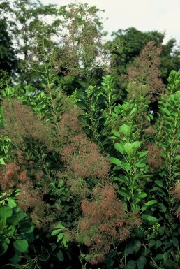 Perückenstrauch Cotinus coggygria 'Young Lady' Strauch 30-40 Topf 2 ltr. (C2)