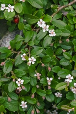 Zwergmispel Cotoneaster dammeri 5-10 Topf 9x9 cm (P9)