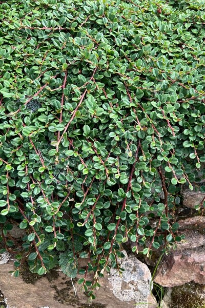 Zwergmispel Cotoneaster procumbens 'Queen of Carpets' 5-10 Topf 9x9 cm (P9) Cotoneaster procumbens 'Queen of Carpets'